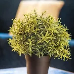 Апартаменты Benoit, 80m De La Mer, Jardinet *