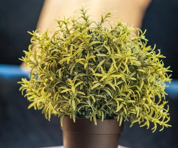 Appartement Benoit, 80m De La Mer, Jardinet *